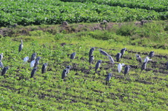 よくそだってます