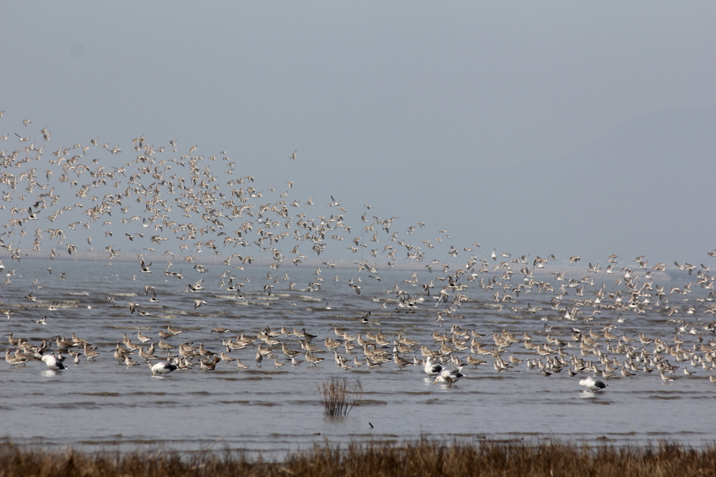 日本で最高の数らしい