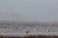 日本で最高の数らしい