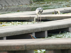 ピント合わせてよ