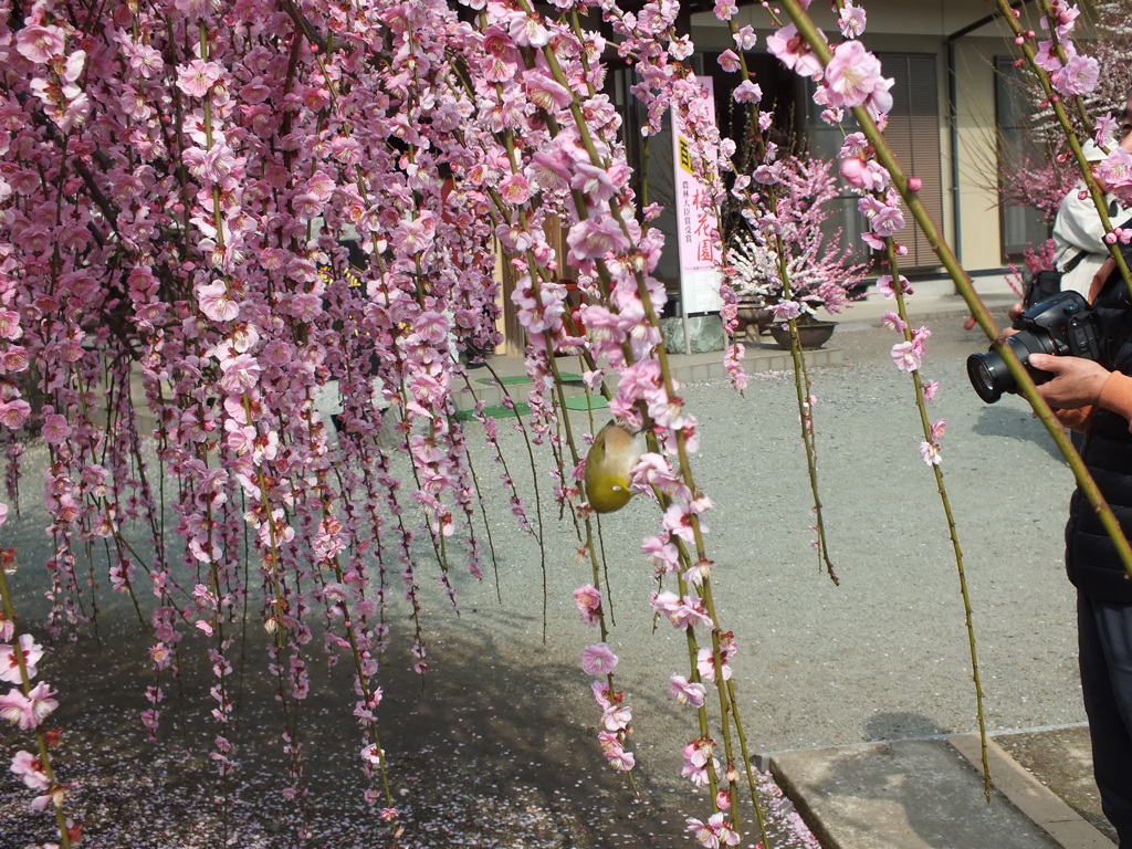 きれいに撮ってね