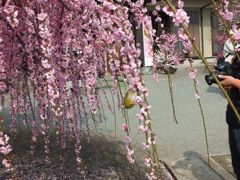 きれいに撮ってね