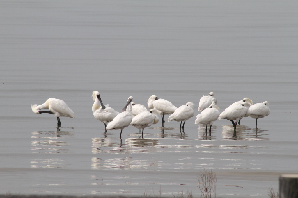 今日のクロツラ