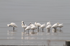今日のクロツラ