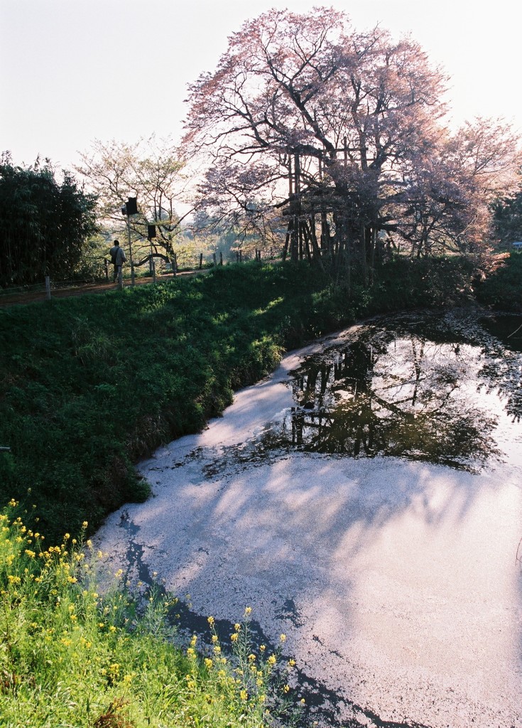 湖面
