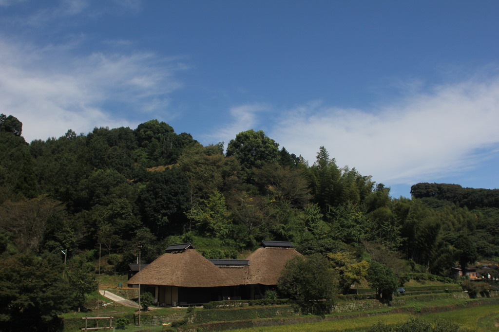 まだグリーンばかり