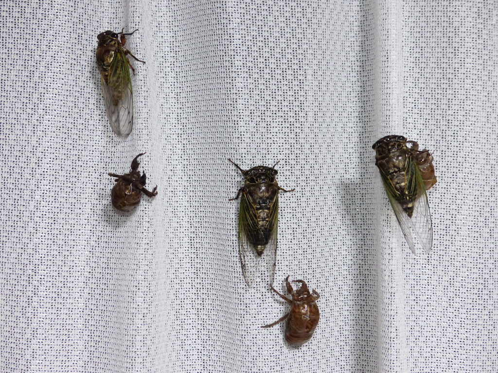 おはようございます