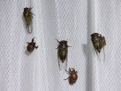 おはようございます