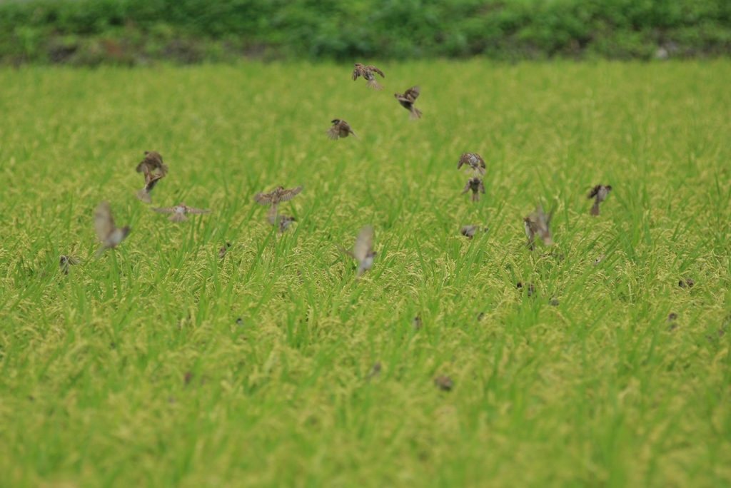 ちゅちゅんがちゅん