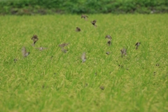 ちゅちゅんがちゅん