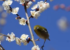 羽広げないと落ちるよ