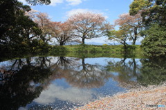 花筏