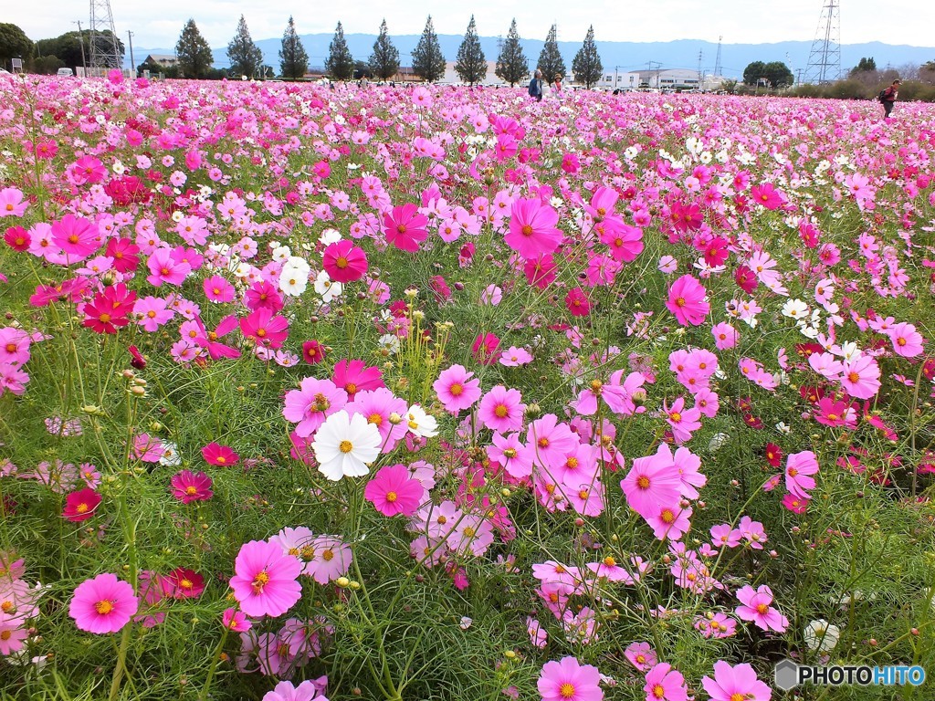 こうなってるはずですが