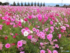 こうなってるはずですが