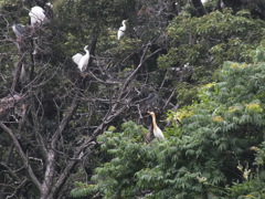 アマサギ、シラサギ