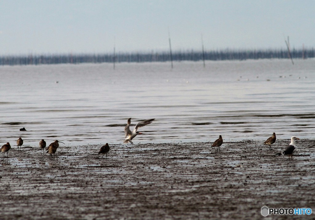 オニ何とかシギ