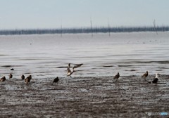 オニ何とかシギ