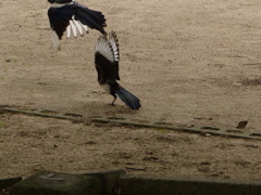 めづらしいでしょ