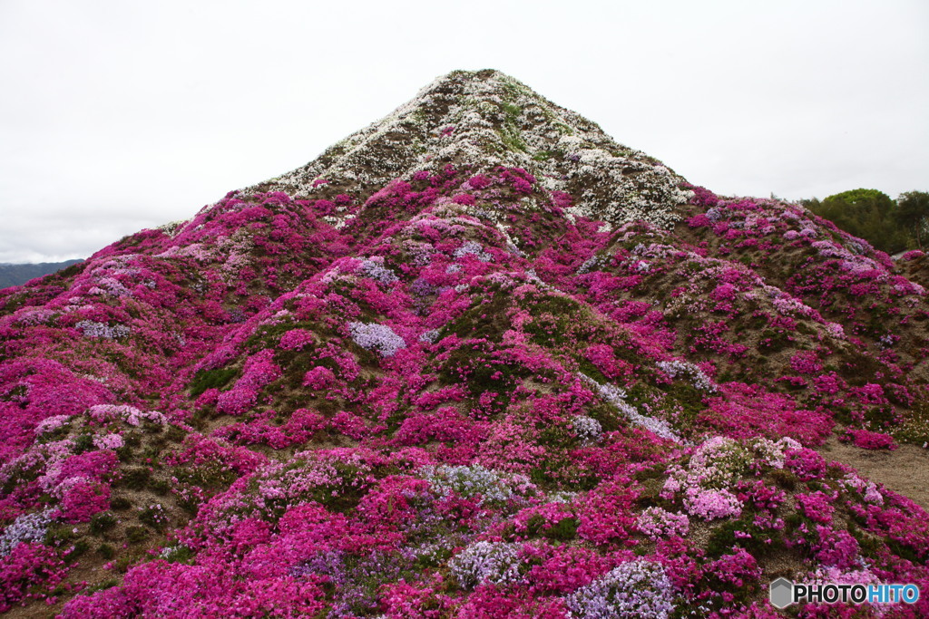 芝桜富士