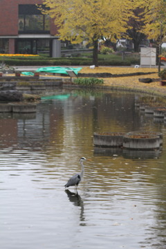 あれ、ここに居ったと