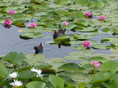 おはようございます