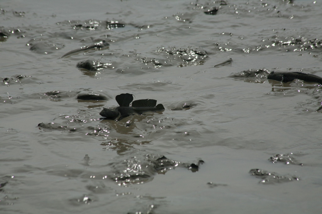 もうすぐ求愛シーズン