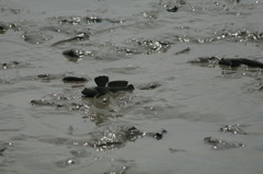 もうすぐ求愛シーズン