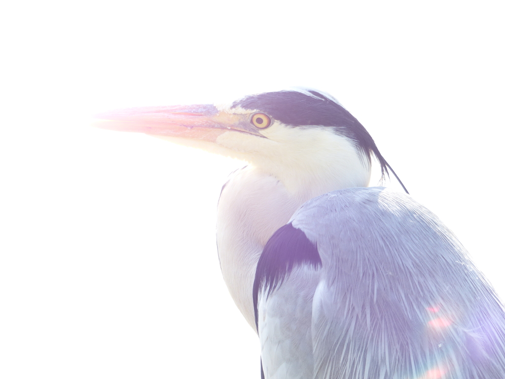 火の鳥シリーズ１