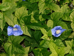 おはようございます