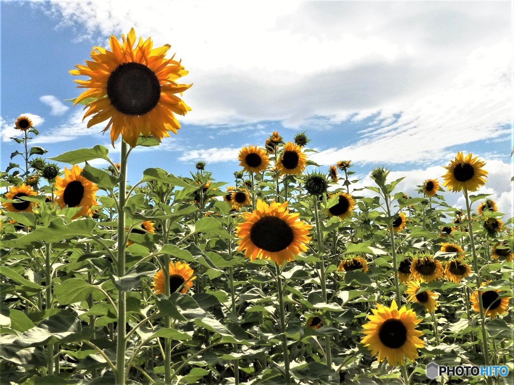 ボランティアよろしく