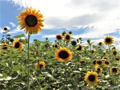 ボランティアよろしく