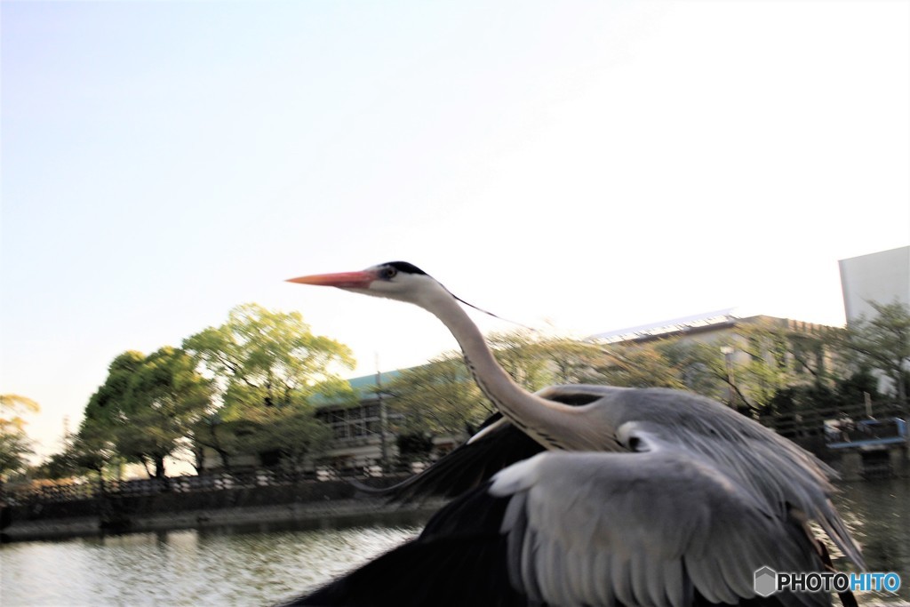 今日の青ちゃん