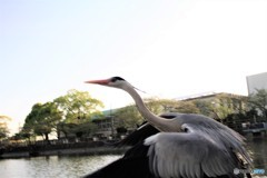 今日の青ちゃん