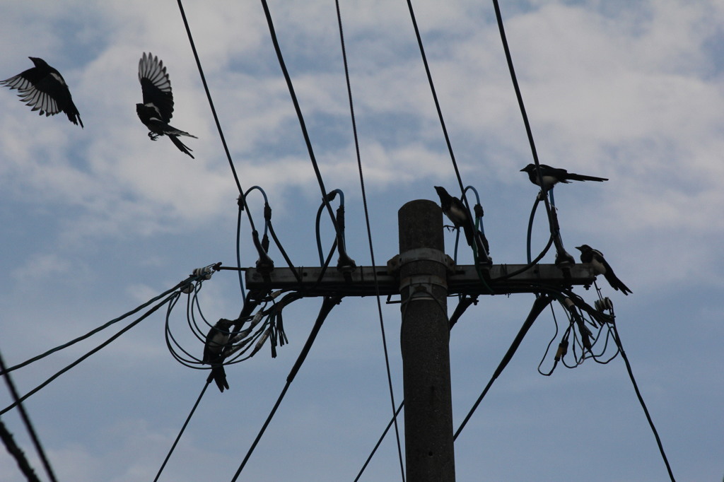 かっこいいでしょ