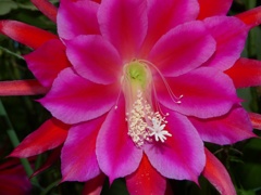 三日くらい咲くみたい