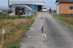 ねこ、まっしぐら