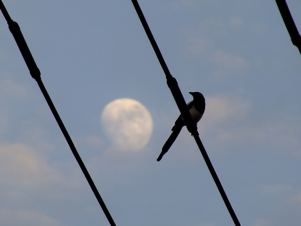 絵になるでしょ