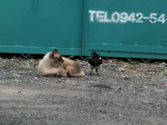 カササギと猫