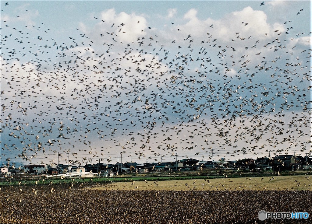 これがアトリです