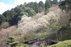 ハクモクレン