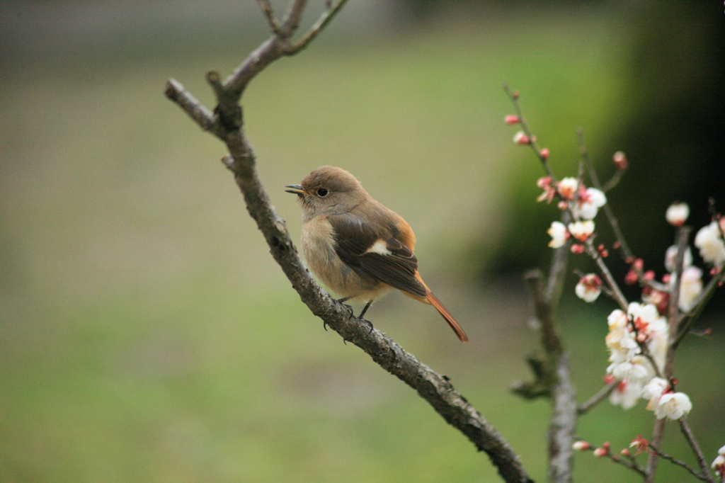 ホーホケキョ？