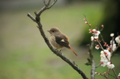 ホーホケキョ？