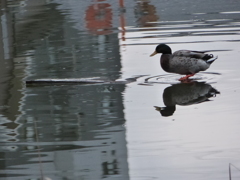 早く水が引きますように