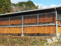 壮観でしょ