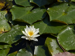 白しかここには