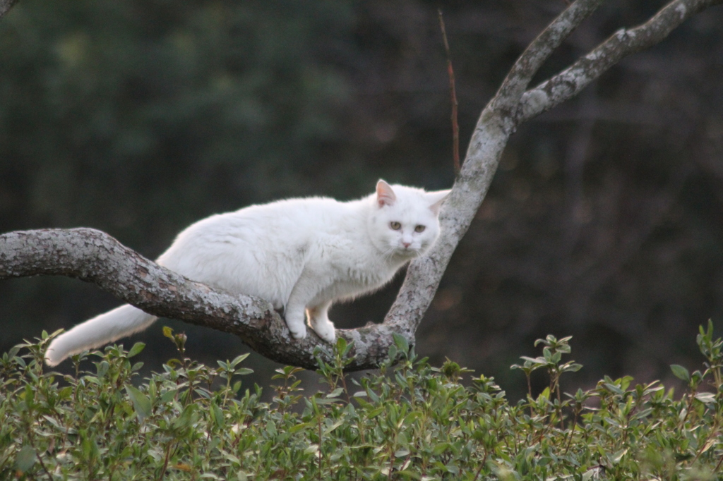 降りれないよ２