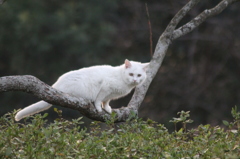 降りれないよ２