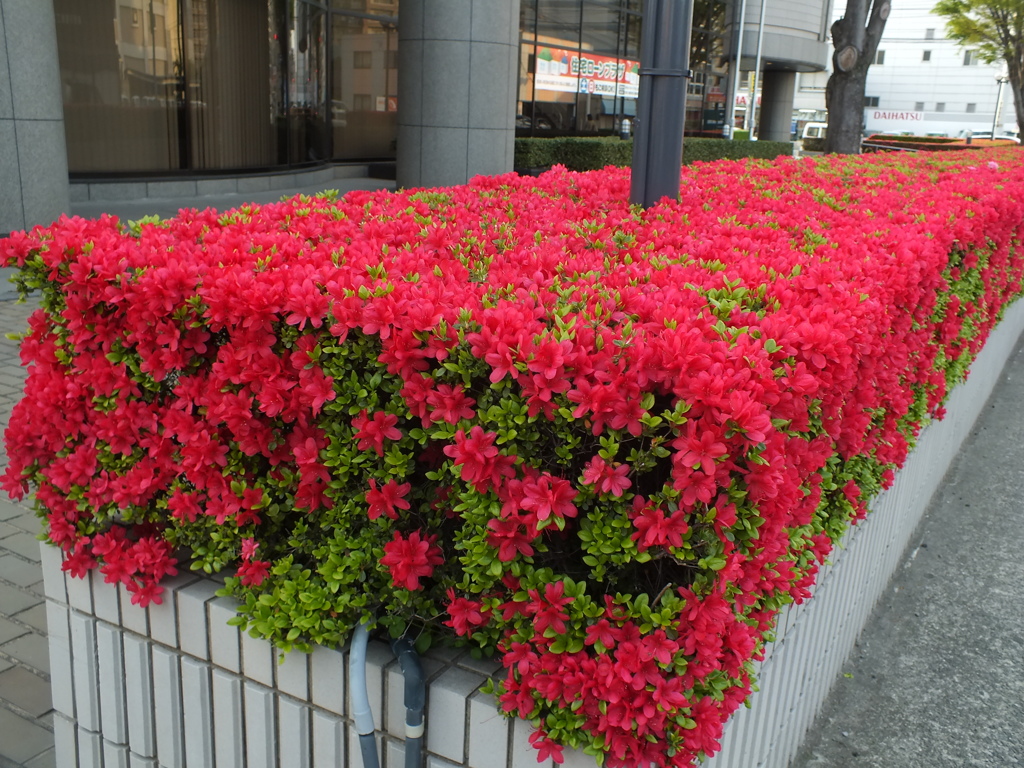 四角の、つつじ