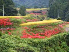 彼岸花