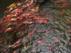 金魚じゃなかよ